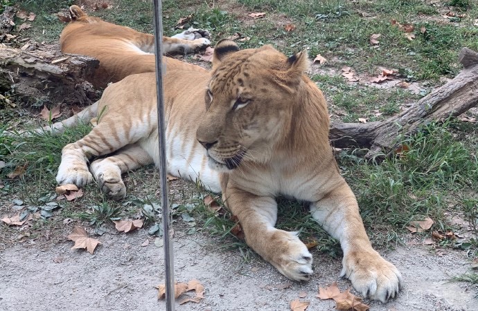 野生動物園玻璃破裂實為高溫導致，鋼化玻璃的高低溫試驗有多重要？